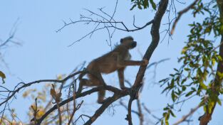 Visto en el safari. Visto en el safari: Los babuinos mandan