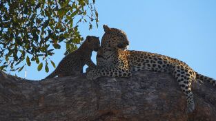 Visto en el safari. Visto en el safari: León vs. leopardo