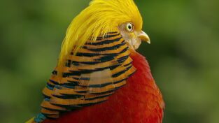 Asia: mundos ocultos. Asia: mundos ocultos: Borneo y Sumatra