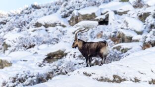 Las cumbres de Europa. Las cumbres de Europa: Gredos, rey de las montañas