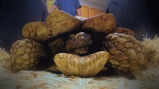 Critter Fixers: Veterinarios rurales 6. Critter Fixers:...: Pequeños héroes