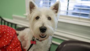 Critter Fixers: Veterinarios rurales 6. Critter Fixers:...: Héroes de vuelta a casa