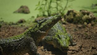 Croctubre. Croctubre: Los cocodrilos salvajes del Caribe