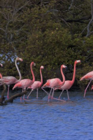 Imperios del reino animal. Imperios del reino animal: Familias