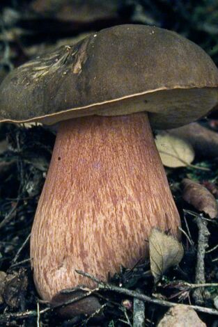 Caçadors de bolets. T(T9). Caçadors de bolets (T9): Ep.1