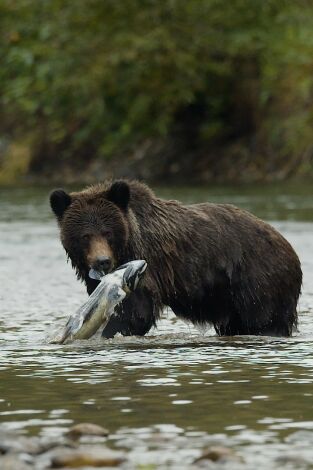 Valley of the Bears