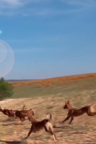 La trepidante caza del xarnego valenciano