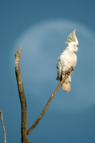 Planeta selva. Planeta selva: Una jungla de aromas: Australia