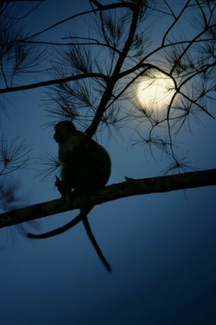 Planeta selva. Planeta selva: La selva de la luna