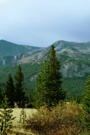 Planeta selva. Planeta selva: El bosque de los gigantes