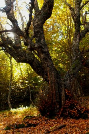 El señor de los bosques. T(T5). El señor de los bosques (T5)