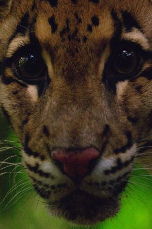 Los felinos de Tailandia