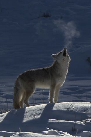El Coyote: El Segundon De Yellowstone