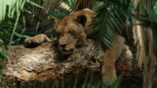 Póster de Malika: la reina leona: La muerte llama a la puerta