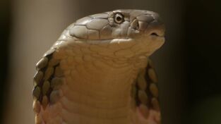 Serpientes de leyenda. Serpientes de leyenda: Cobras
