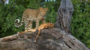 Predador vs. presa. Predador vs. presa: Leones