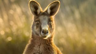 Australia extraordinaria. Australia extraordinaria: Costas salvajes