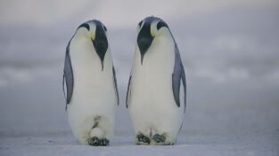 Los secretos de los pingüinos. Los secretos de los...: La supervivencia del más listo
