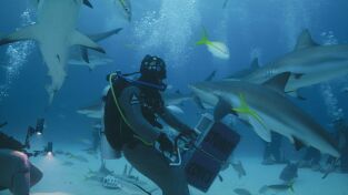 Investigación: ataques de tiburón. Investigación: ataques...: Caos en Maui