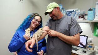 Veterinarios de Nebraska. T(T4). Veterinarios de... (T4): Gallina: imposible