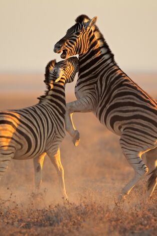 El club de la lucha animal: Encuentros peligrosos