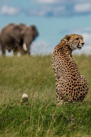 El linaje de los depredadores: El cuento del leopardo
