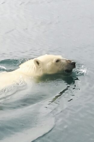 Póster de El reino del oso polar: El clan del norte