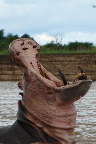 Los depredadores más letales de África: Los pantanos