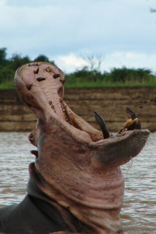Los depredadores más letales de África: Aguas letales