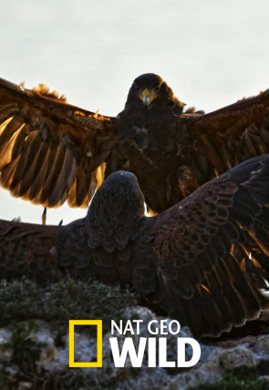 Póster de El club de la lucha animal · Osos pardos, guanacos y escarabajos