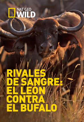 Póster de Rivales de sangre: el león contra el búfalo