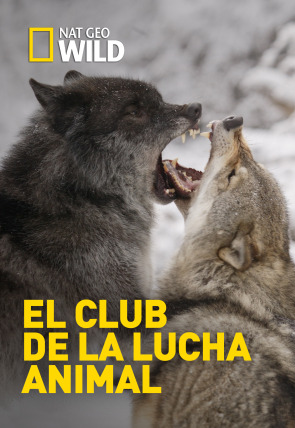 Póster de El club de la lucha animal · Luchas de poder