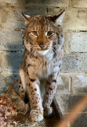 Póster de Los felinos y yo