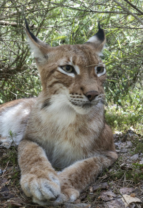 Póster de Los felinos y yo