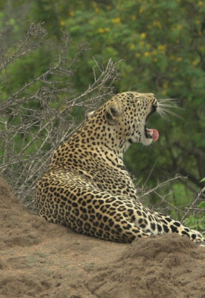 Póster de El linaje de los depredadores · El cuento del leopardo
