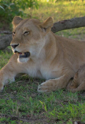 Póster de El linaje de los depredadores · El legado del león