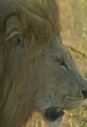 Póster de El linaje de los depredadores · Sororidad
