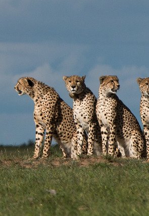 Póster de El linaje de los depredadores · La hermandad