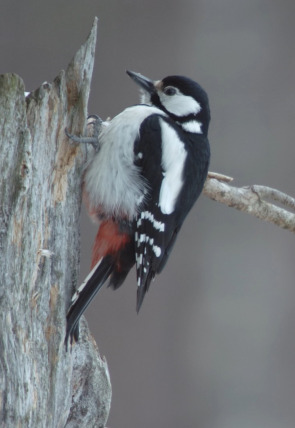 Las maravillas ocultas del invierno · La frontera helada de América en la programación de Nat Geo Wild HD (Documentales)