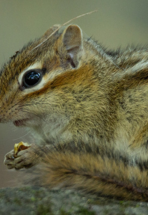 Las maravillas ocultas del invierno · La naturaleza helada de Asia en la programación de Nat Geo Wild HD (Documentales)