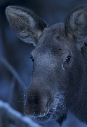 Las maravillas ocultas del invierno · El mundo helado de Europa en la programación de Nat Geo Wild HD (Documentales)