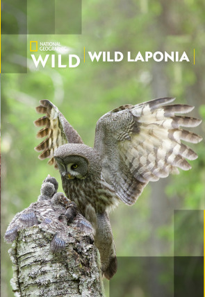 Póster de Wild Laponia