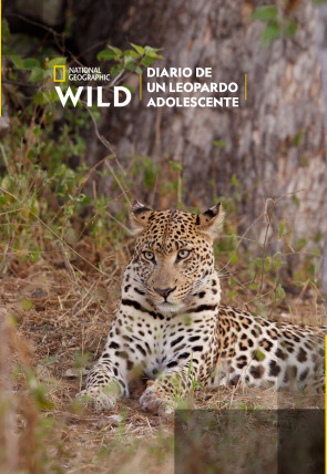 Póster de Diario de un leopardo adolescente