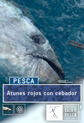 Atunes rojos con cebador en la programación de Caza y Pesca HD (Ocio y Aficiones)