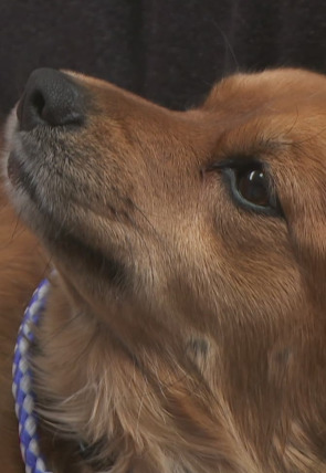 El increíble doctor Pol: Cachorritos temblorosos en la programación de Nat Geo Wild HD (Documentales)