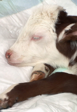 El increíble doctor Pol: La maravillosa Miss Maisey en la programación de Nat Geo Wild HD (Documentales)