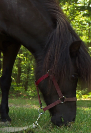 El increíble doctor Pol: Luces, camello, ¡acción! en la programación de Nat Geo Wild HD (Documentales)