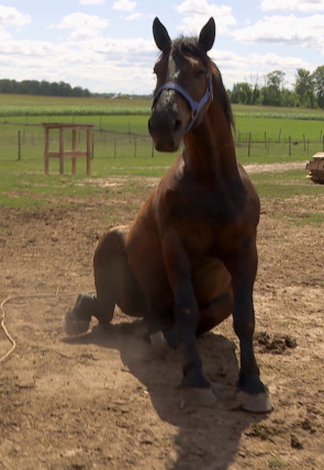 El increíble doctor Pol: Las desgracias nunca vienen solas en la programación de Nat Geo Wild HD (Documentales)