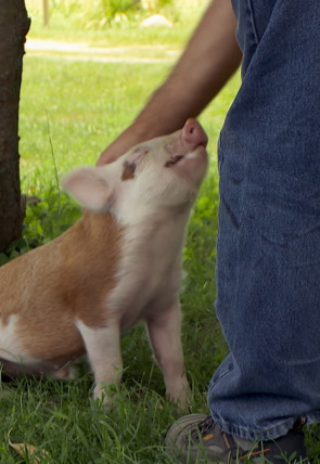 El increíble doctor Pol: Pequeños y grandes en la programación de Nat Geo Wild HD (Documentales)