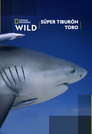 Póster de Súper tiburón toro